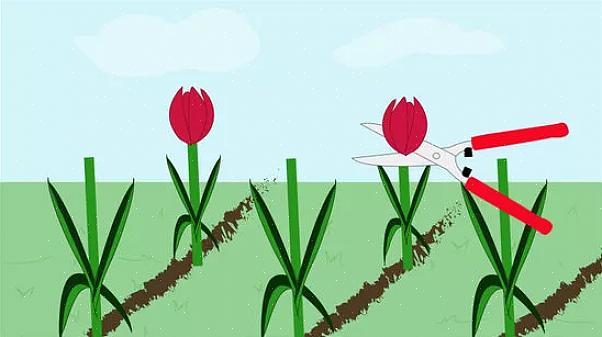 Tulpen zijn meerjarige
