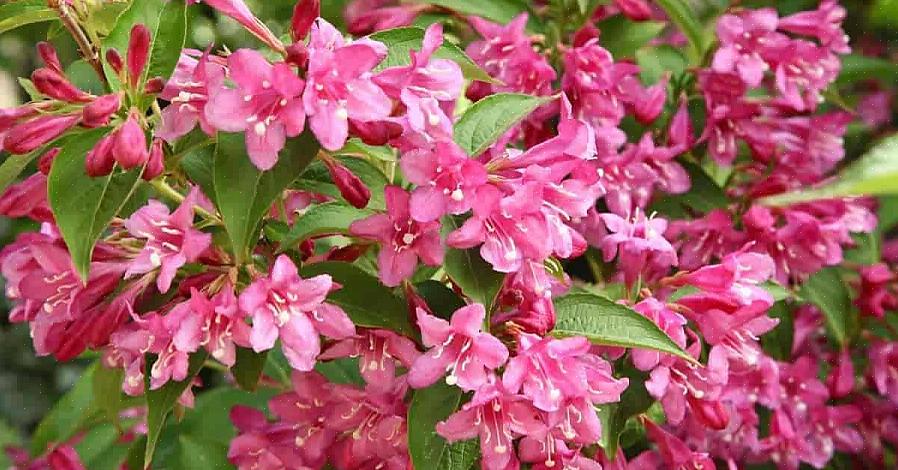 Plantentaxonomie classificeert Weigela-struiken als Weigela Florida