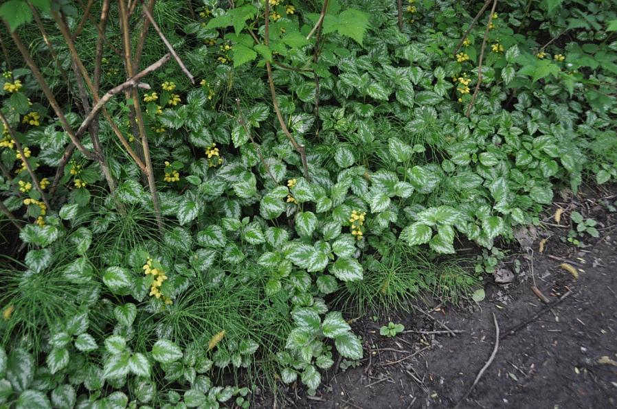 De naam Lamiastrum geeft aan dat gele aartsengel een "valse" Lamium-plant is of slechts lijkt op een echte