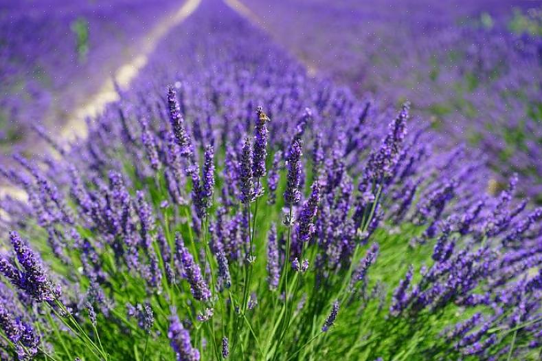 Russische salie bloemen