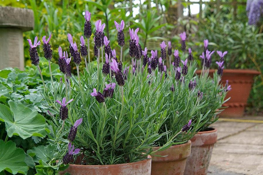 Een geoefend oog zou een 4 meter hoge Russische salieplant nooit verwarren met lavendel