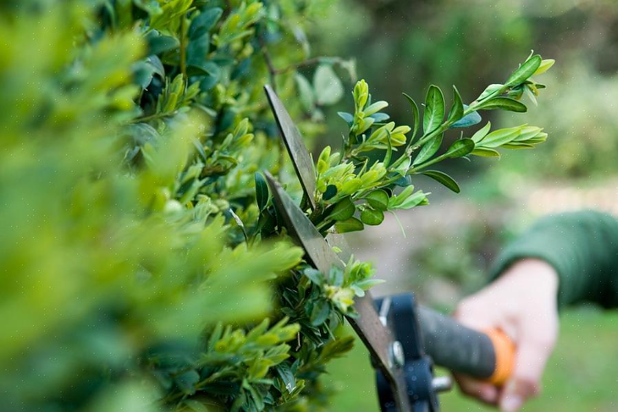 Maar breedbladige groenblijvende struiken (en sommige naalddragende soorten) zult u vaak anders willen