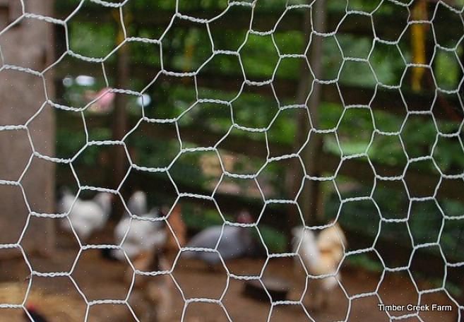 De afgebeelde krokusplanten zijn klein genoeg om dwars door de gaten in het kippengaas te steken