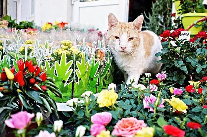 Maar eerder een lokmiddel om katten een nieuwe plek te geven om te graven