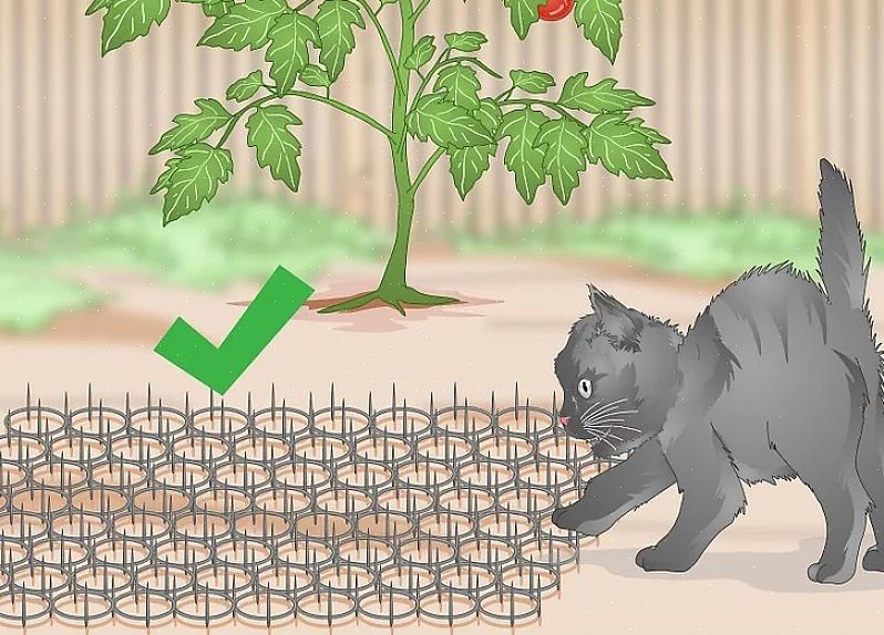 Vogelaars in de achtertuin mogen nooit acties ondernemen die de katten opzettelijk schaden
