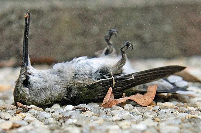 Gebruik het juiste recept voor kolibrie-nectar om de juiste voeding voor kolibries in de achtertuin
