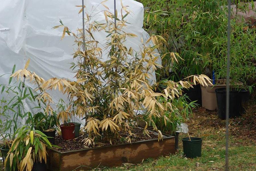 Probeer de planten in de vroege herfst spaarzaam water te geven