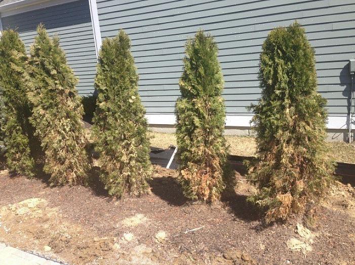 Hoe bescherm je planten in de winter tegen windschade