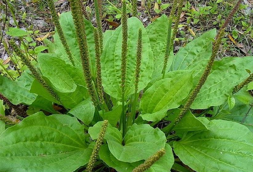 Weegbree is een laagblijvende plant die vaak brede