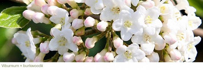 Die vroegste lentebloemen worden terecht bewonderd om hun tijdigheid