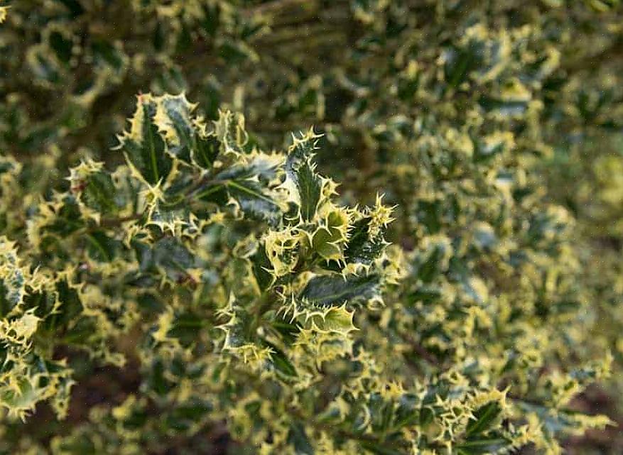 Hulststruiken (en bomen) zijn echt iconische planten