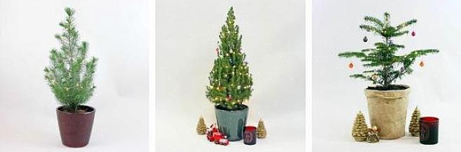 Geniet nog meer van je kerstgroenten als je eenmaal de verrassende kersttradities