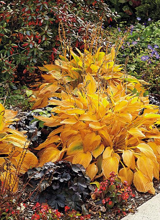 Vergeet dan niet om herfstbloemen te planten