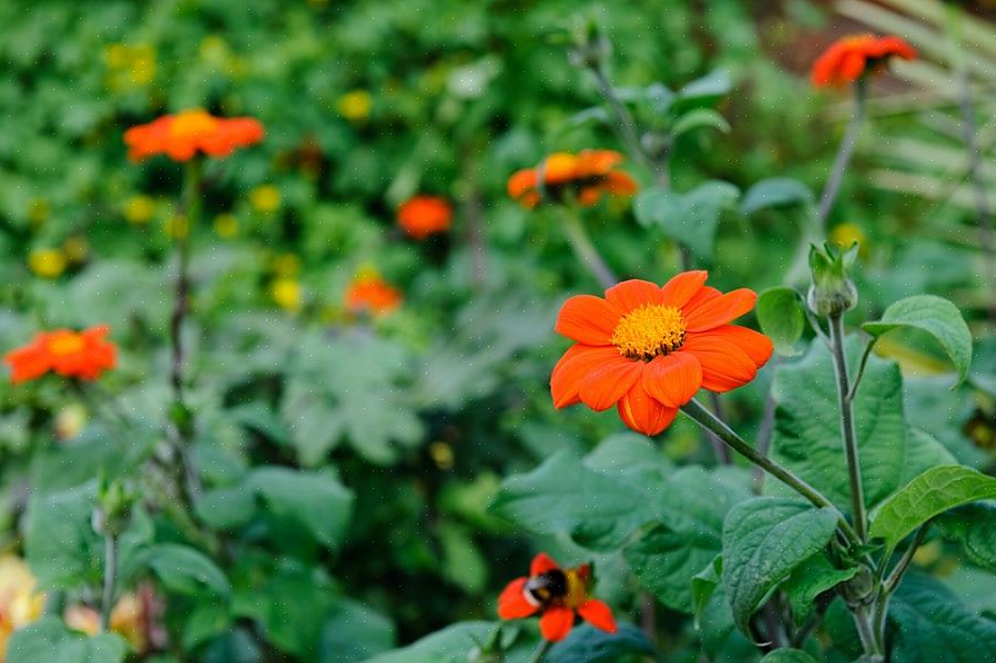 Laten we nu eens kijken naar de beste struiken met rode bloemen of oranje bloemen die geschikt