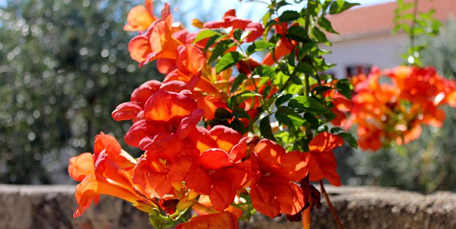 Is deze plant de moeite waard om te groeien vanwege zijn dieprode bloemen