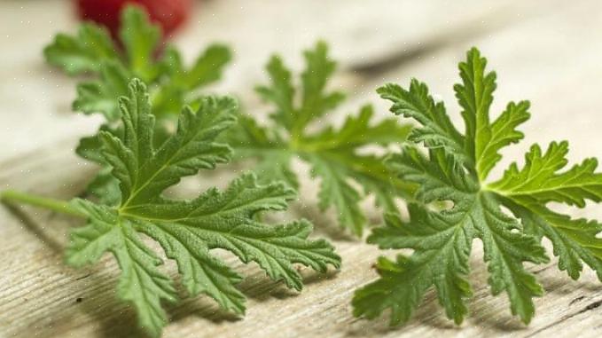Tot nu toe waren alle voorbeelden van planten met aromatische bladeren kruiden
