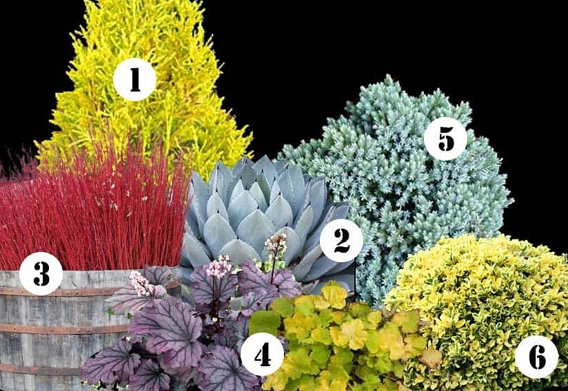 De beste herfstbladplanten zijn natuurlijk onmisbare esdoorns
