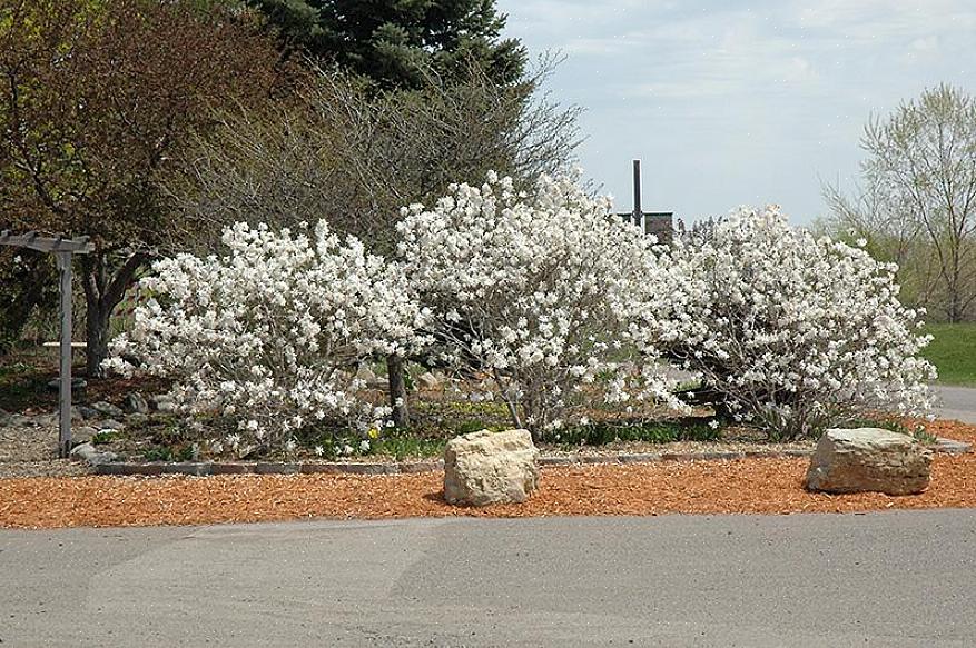 Stermagnolia heeft een ronde groeiwijze