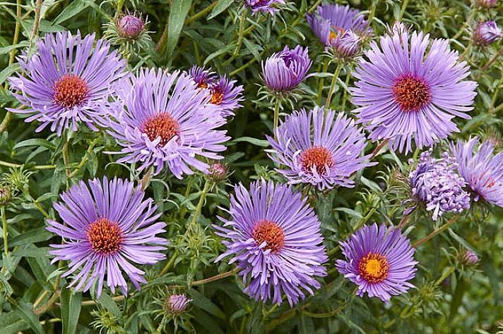 New England-asters (Symphyotrichum novae-angliae) is misschien wel het meest bekende type aster