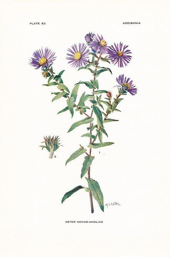 Kweek New England-asterplanten in USDA-planthardheidzones 4-8