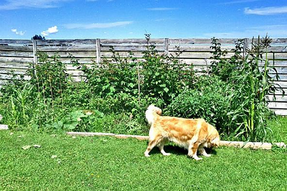Voorkomen dat de honden van andere mensen uw tuin binnenkomen
