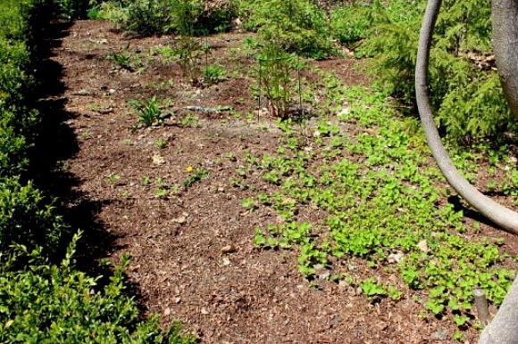 De hier geschetste methode zal hoog gras net zo zeker doden als kort gras