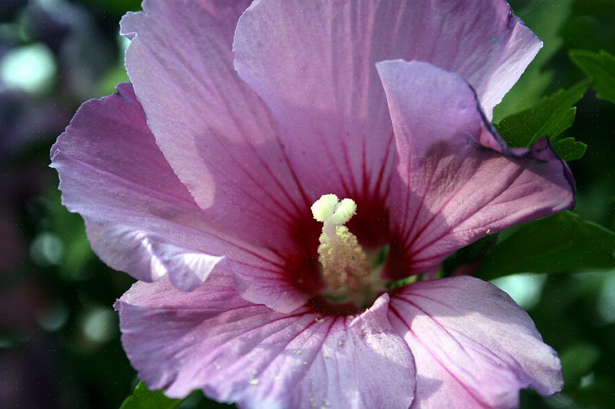 'Blue Chiffon' roos van Sharon-bomen produceren geen echt blauwe bloemen