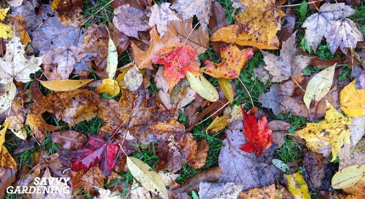 Herfstbladeren