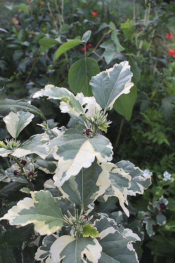 Het is ook mogelijk dat je een roos van Sharon-planten wilt laten groeien tot volwassen exemplaren