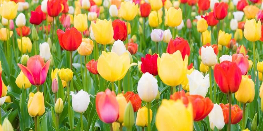 Kan uw humeur beïnvloeden als u naar die ruimte in uw tuin staart