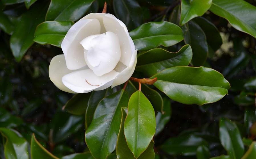 'Waarom heb ik bruine bladeren aan mijn magnoliabomen?'
