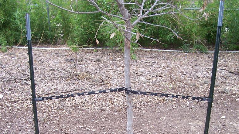 Resulteert dit vaak in scheve bomen
