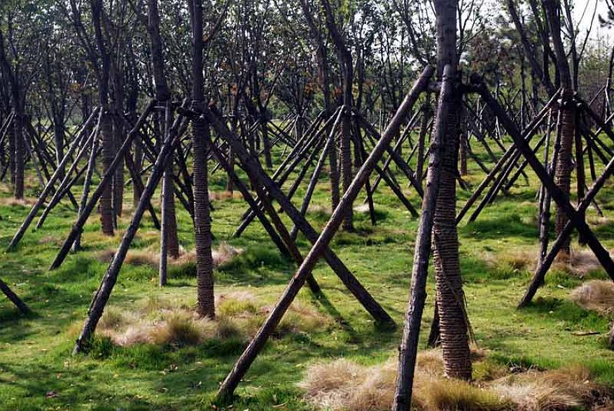 Het is gebruikelijk om jonge bomen direct na het planten rechtop te zetten