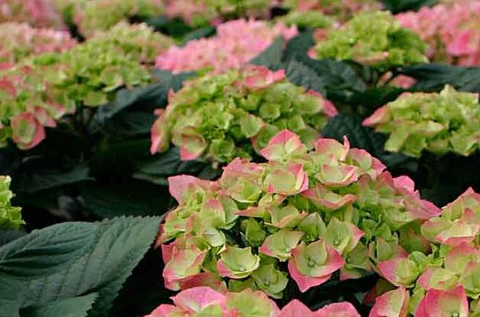 Veel soorten azalea-heesters hebben roze bloemen