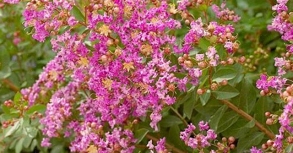 Er is een vergelijkbare Pink Walloper voor wie op zoek is naar struiken met roze bloemen