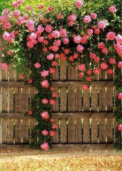 Het tuinhuisje is niet altijd het meest decoratieve element in het landschap