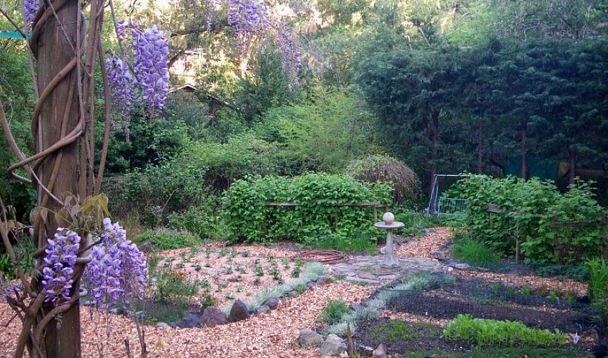 Bessenplanten zijn meestal klein genoeg om er geschikt uit te zien in elke tuin