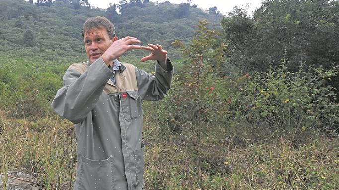 De "beste" manier om van een invasieve plant af te komen