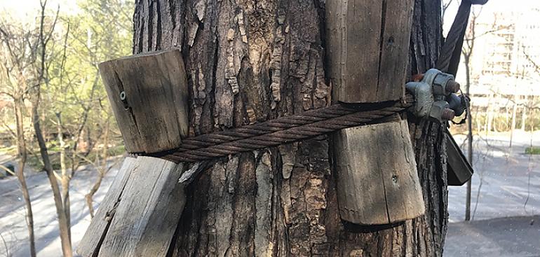 Verwar het bekabelen van bomen niet met het uitzetten van bomen