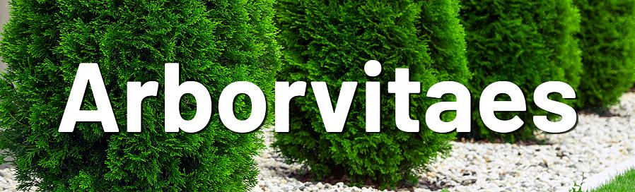 De beste tijd voor het snoeien van arborvitae-struiken is over het algemeen de late winter of het vroege