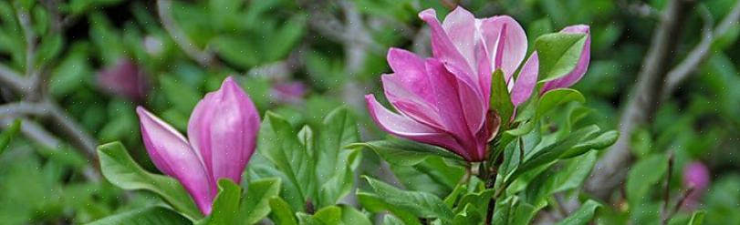 Natuurlijk hebben andere soorten magnoliabomen ook zaaddozen
