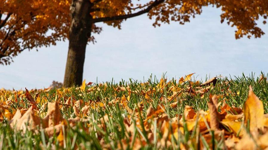 Net als bij het mulchen van bladeren in het gazon in de herfst
