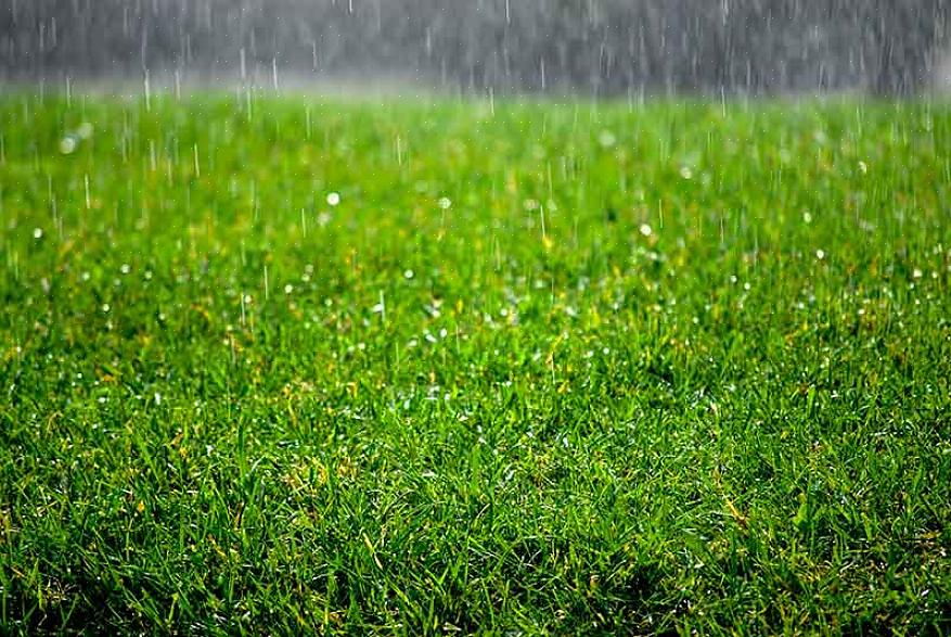 Is problematisch omdat het voorkomt dat planten voedingsstoffen opnemen