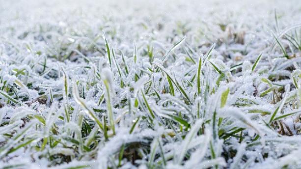Deze tips kunnen u zeker helpen uw gazon winterklaar te maken