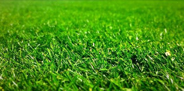 Veel meststoffen bevatten een mix van stikstofbronnen voor zowel een snelle green-up als een langdurige