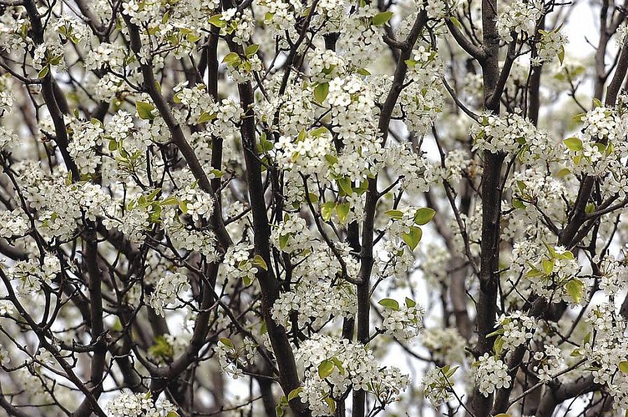 Wat kunt u doen om Bradford-perenbomen te doen herleven die ten prooi zijn gevallen aan bladverwelking