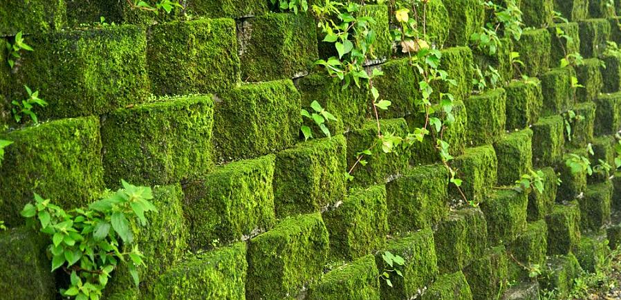 Gras "pluggen" zijn kleine planten