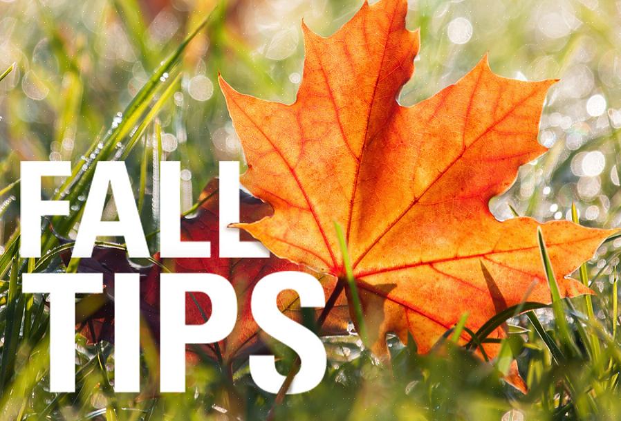 Dus welke taken voor gazononderhoud in de herfst moet u uitvoeren voor grassen van het warme seizoen