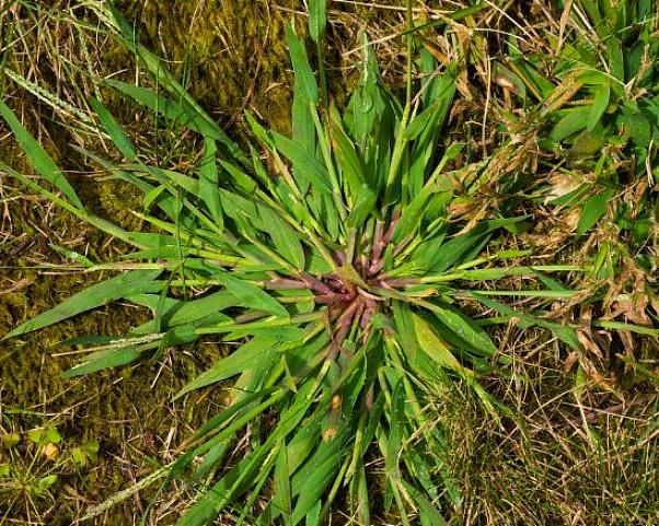 De pre-emergent crabgrass-moordenaars