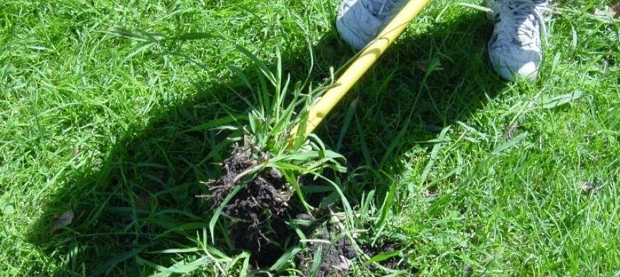 Crabgrass sterft in de winter